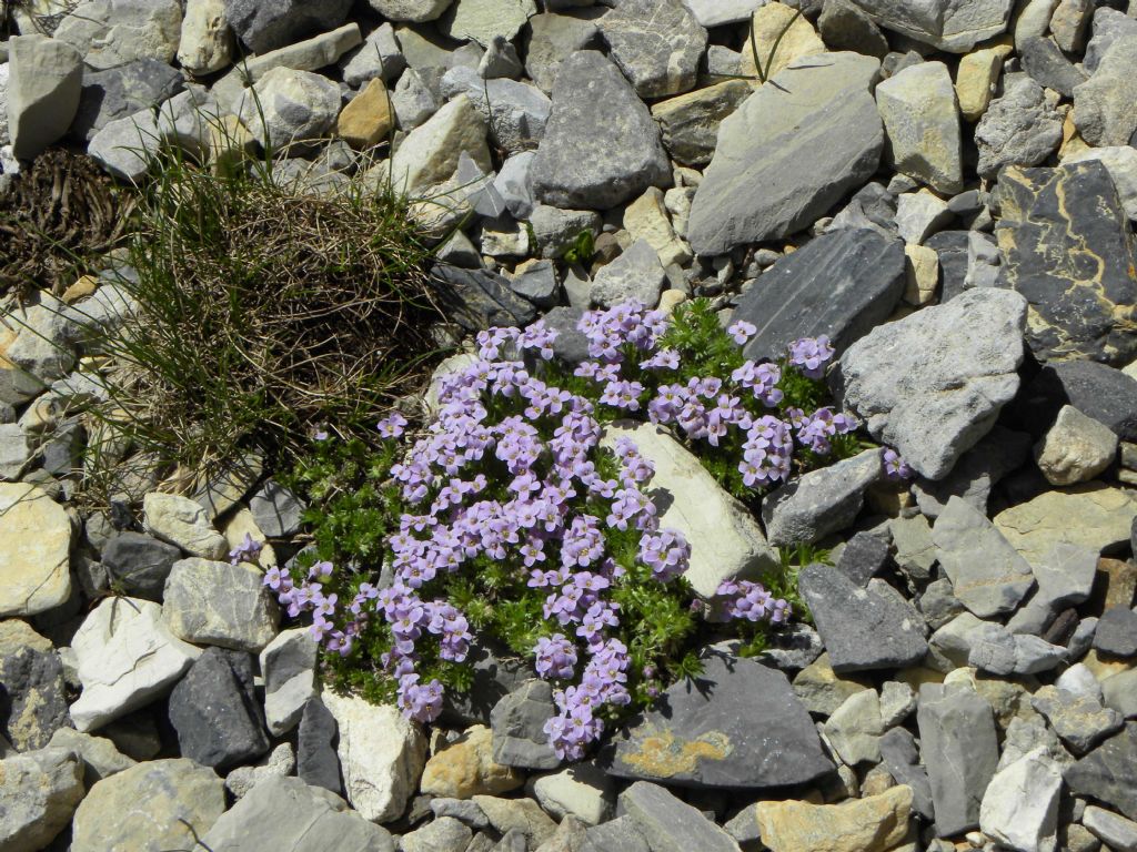 Petrocallis pyrenaica